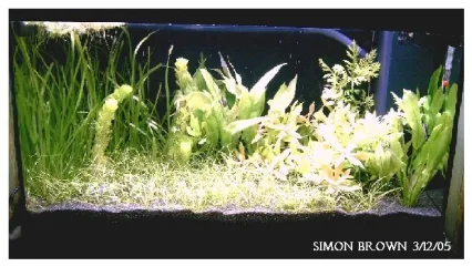 planted_tank_3rd_dec_2005.webp
