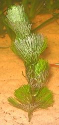 plant.JPG