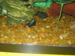 IMG_0603.JPG IMG_0603.JPG