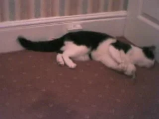 kity_cat3.webp