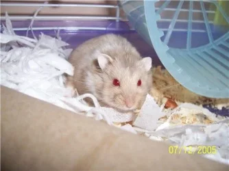 071205_russian_hammie.webp