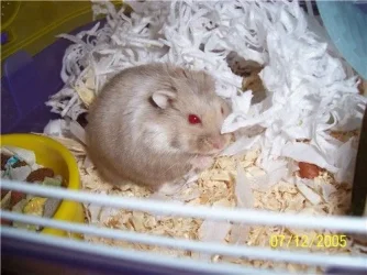 071205_russian_hammie2.webp