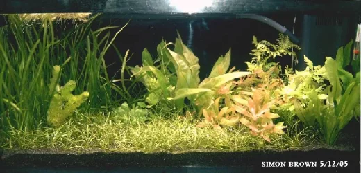 planted_tank_5th_dec_05.webp