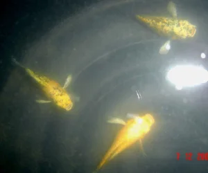 mystery_fish.webp