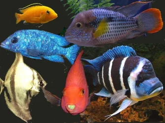 Fishes.webp