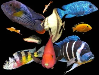 cutandpastefishes.webp