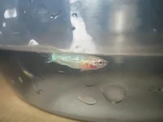 bettas_544.webp