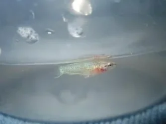 bettas_546.webp