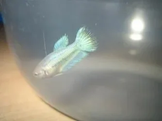 bettas_548.webp