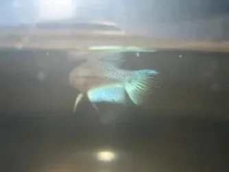 bettas_549.webp