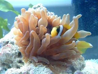 Reef_Aquarium_001.webp
