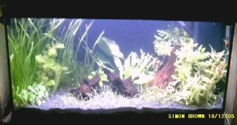 planted_tank_18th_dec_05.webp