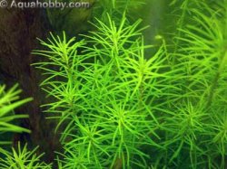 Rotala_nanjenshan_1.jpg