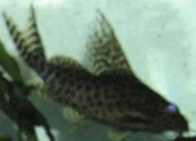 small_plec.webp
