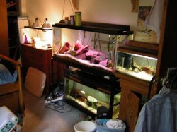fish_tanks.JPG