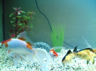 goldfish.jpg