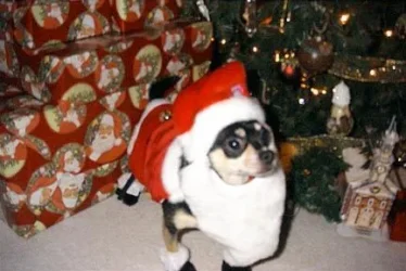 RosieChristmas3.webp