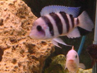 malawis_001.jpg malawis_001.jpg