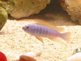 malawis__4.jpg malawis__4.jpg