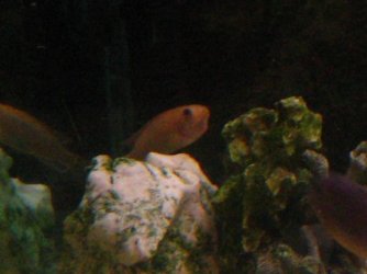 malawis__2.jpg malawis__2.jpg