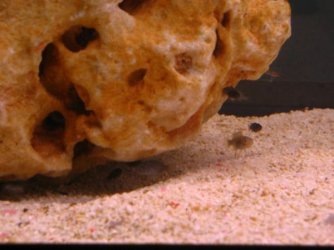 BABIES_1.jpg BABIES_1.jpg