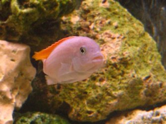 malawis_002.jpg malawis_002.jpg