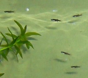 NEW_GUPPY_FRY.JPG NEW_GUPPY_FRY.JPG