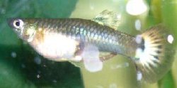 Guppy_MUM_2.JPG Guppy_MUM_2.JPG