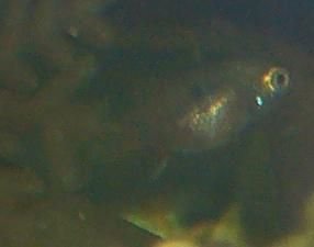 Baby_Platy.JPG Baby_Platy.JPG