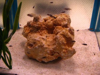 malawis_028.jpg malawis_028.jpg