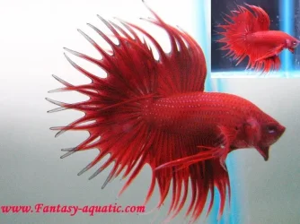 red_king_legend.webp
