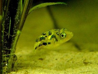 DwarfPuffer.jpg DwarfPuffer.jpg