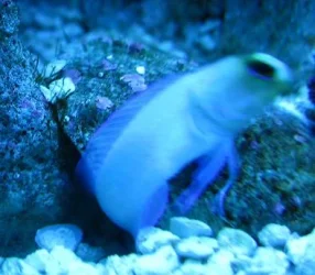 Reef_Aquarium_by_Dan_001.webp