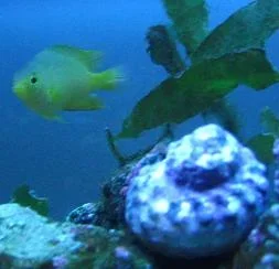 Reef_Aquarium_by_Dan_005.webp