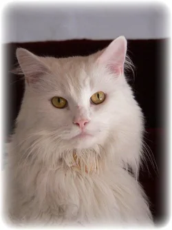 Oscar_20white_20lg.webp