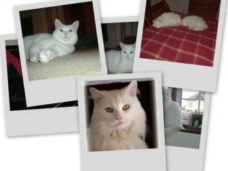 collage1.webp