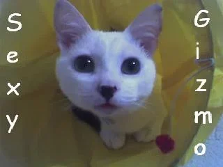 Sexy_Gizmo.webp
