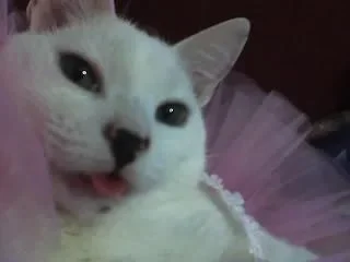 tounge.webp