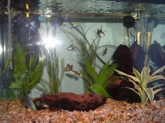 DSCF2985.webp
