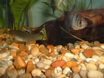 DSCF2987.webp