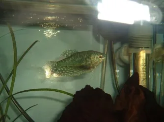 DSCF2988.webp