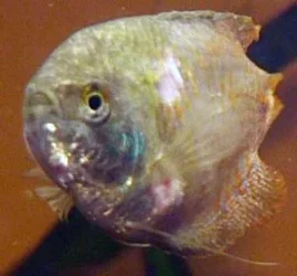 gourami_1.webp