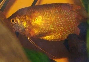 gourami_2.webp
