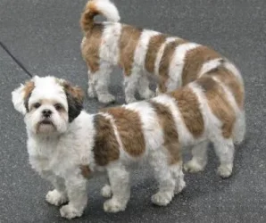 What_A_Dog.webp