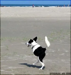 biped_collie.webp