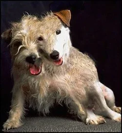 terrier_mash.webp