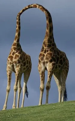 giraffes_joined_at_the_neck.webp