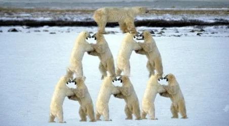 pileopolars_big.webp