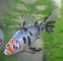 calico_20shubunkin.webp