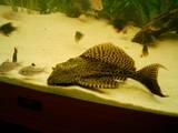 th_Pleco2.jpg th_Pleco2.jpg